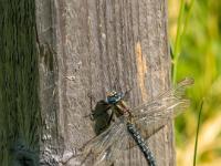 Früher Schilfjäger Libelle Männchen